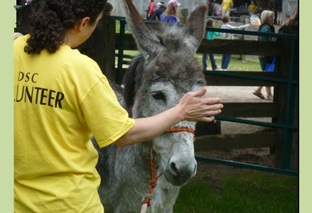 Homeira working with a donkey