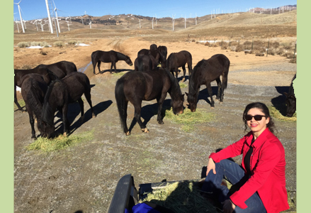 Homeira with wild Morgan horses