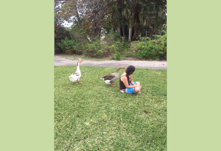 Homeira being approached by geese
