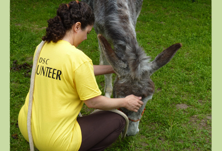 Homeira working with a donkey