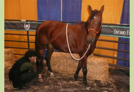 Homeira with a bay horse at the Royal Winter Fair