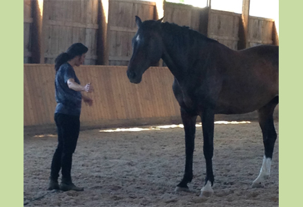 Homeira with a dark horse in an arena